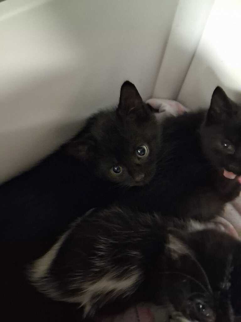 Sokka - Cat