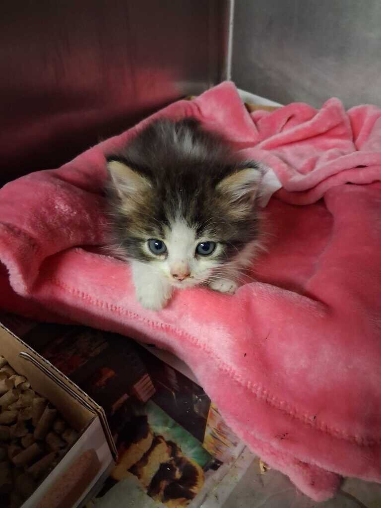 Trinity - Cat