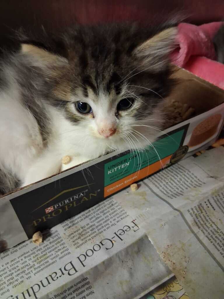 Neo - Cat