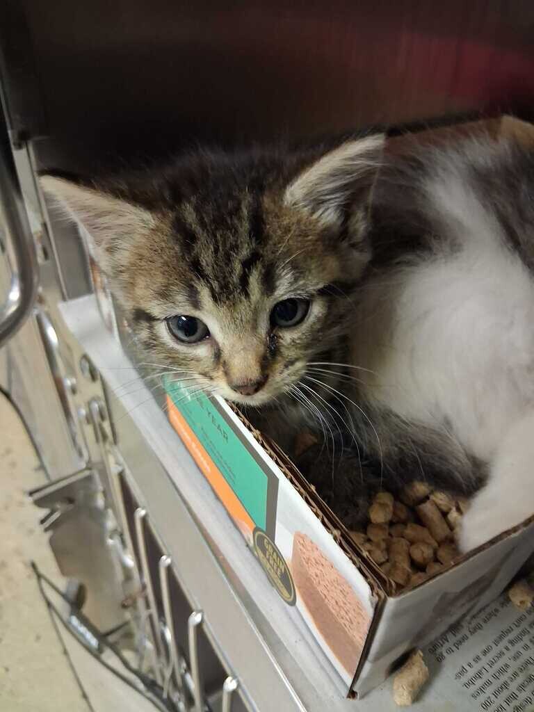 Tank - Cat