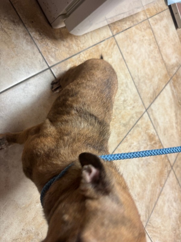 View Prim the Dog Photo #4