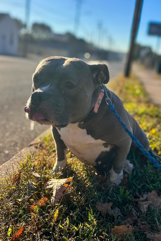 View Tamale the Dog Photo #2