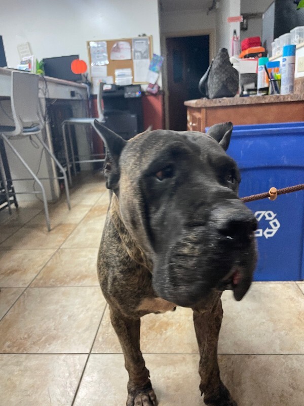 Big Frank - Dog