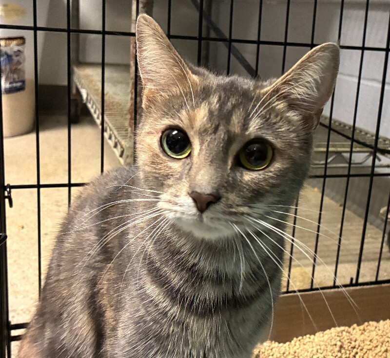 Tulip Maya - Cat