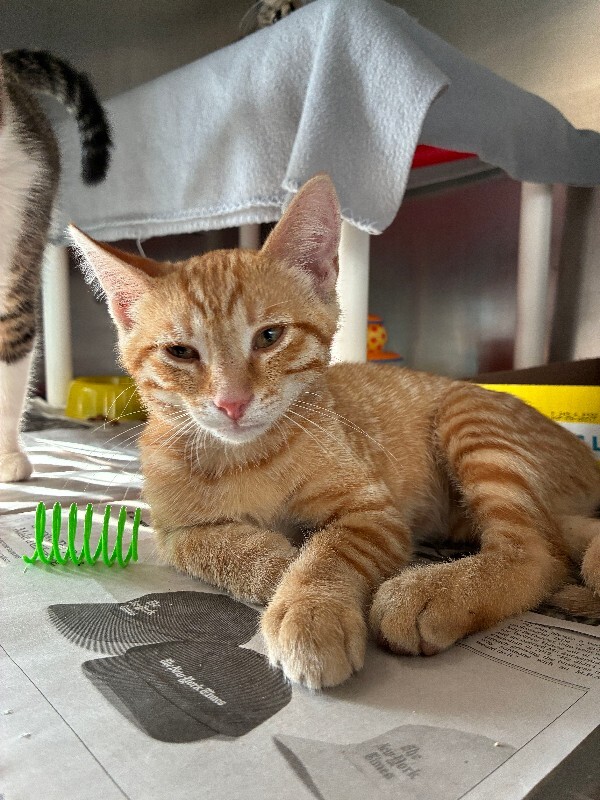 Alto - Cat