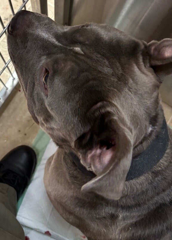View Brute the Dog Photo #5