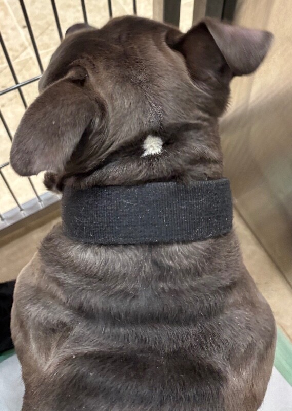 View Brute the Dog Photo #4