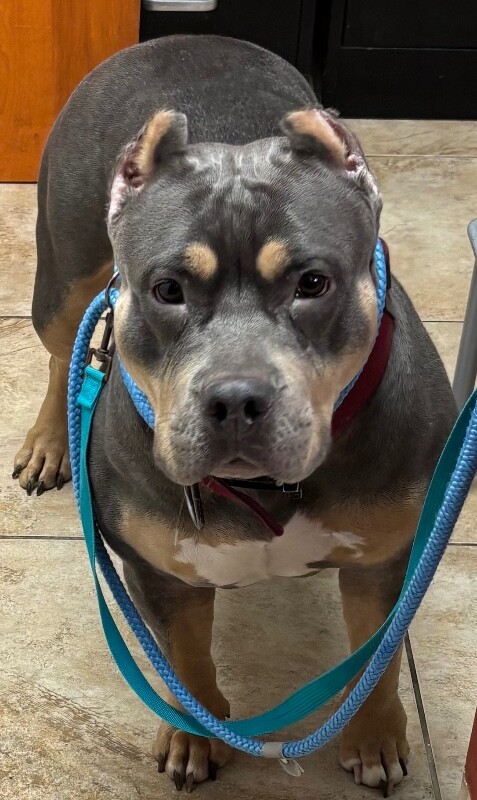 Augusta - Dog