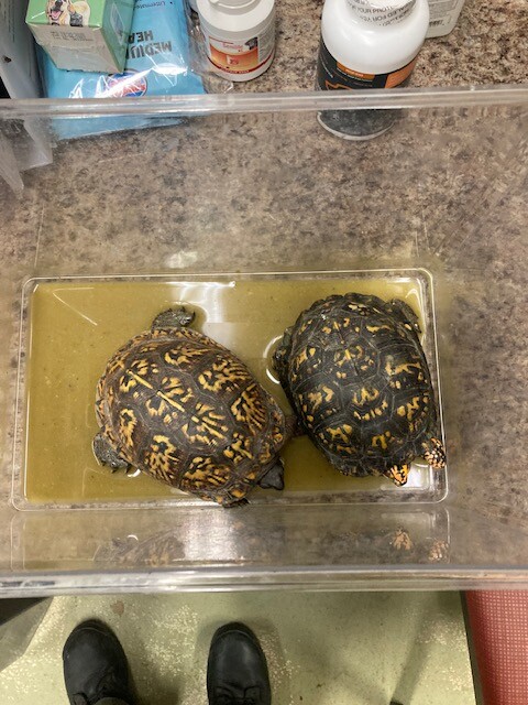 View Jackpot the Turtle Photo #2
