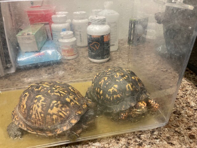 Eris - Turtle