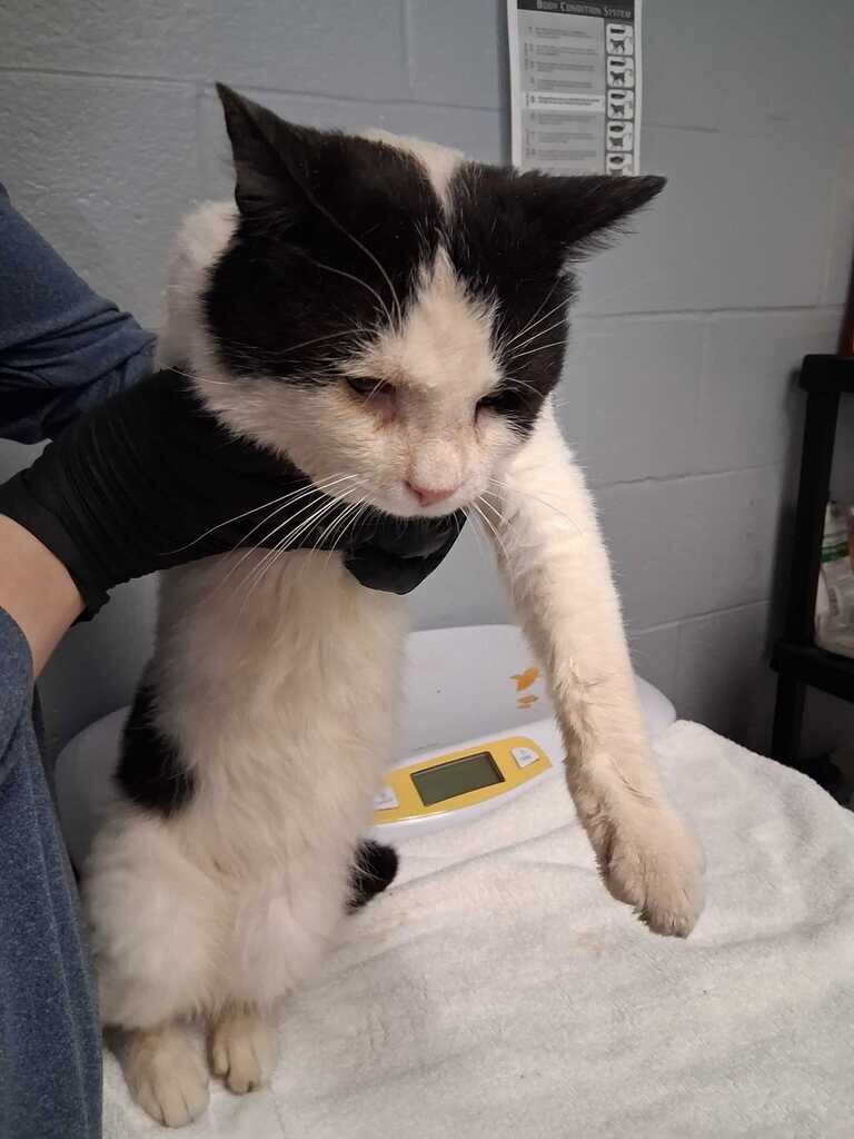 Mr. It - Cat