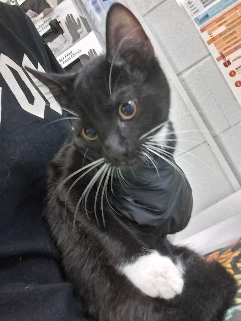 Leonard - Cat