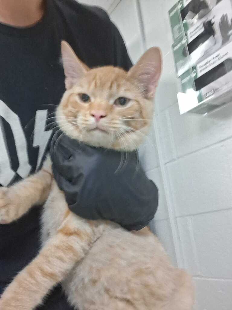 Limon - Cat