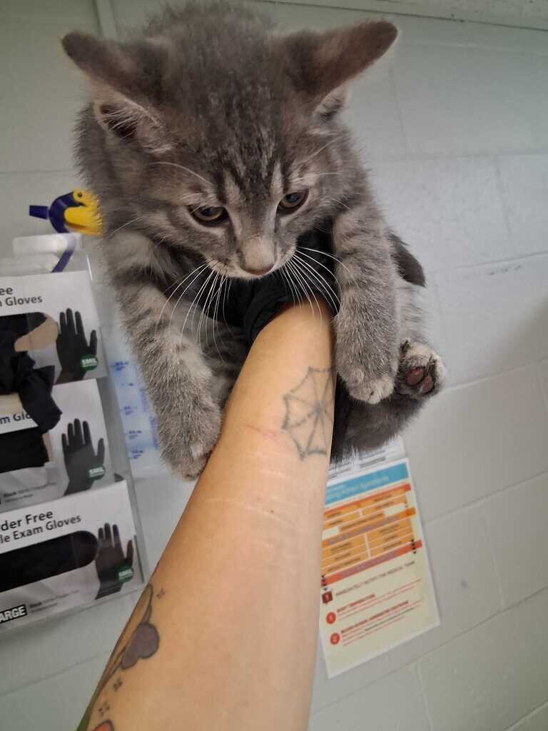 Aurelius - Cat