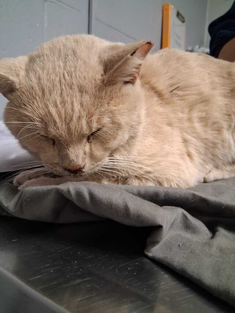 Scooter - Cat