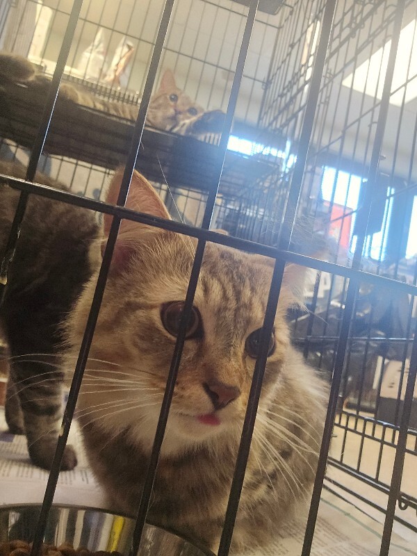 Happy - Cat