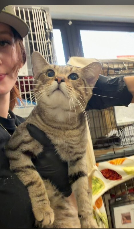 Sneezi - Cat