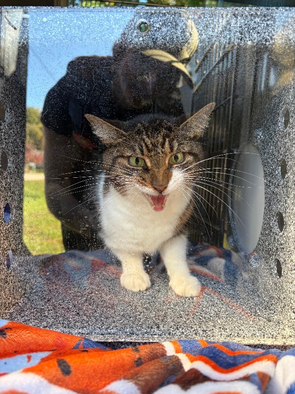 Joey (actual) - Cat