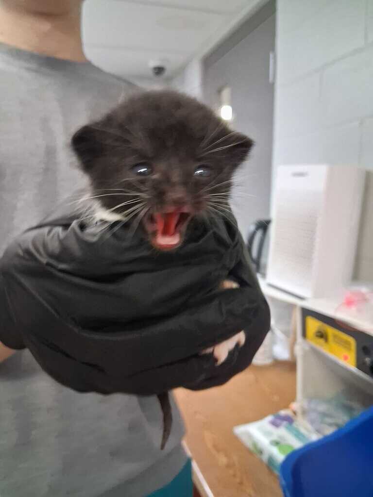 Sonata - Cat