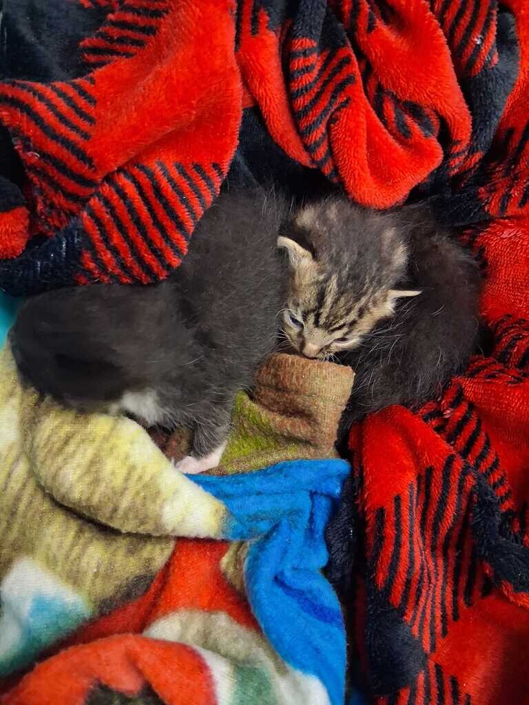 View Epic the Cat Photo #2