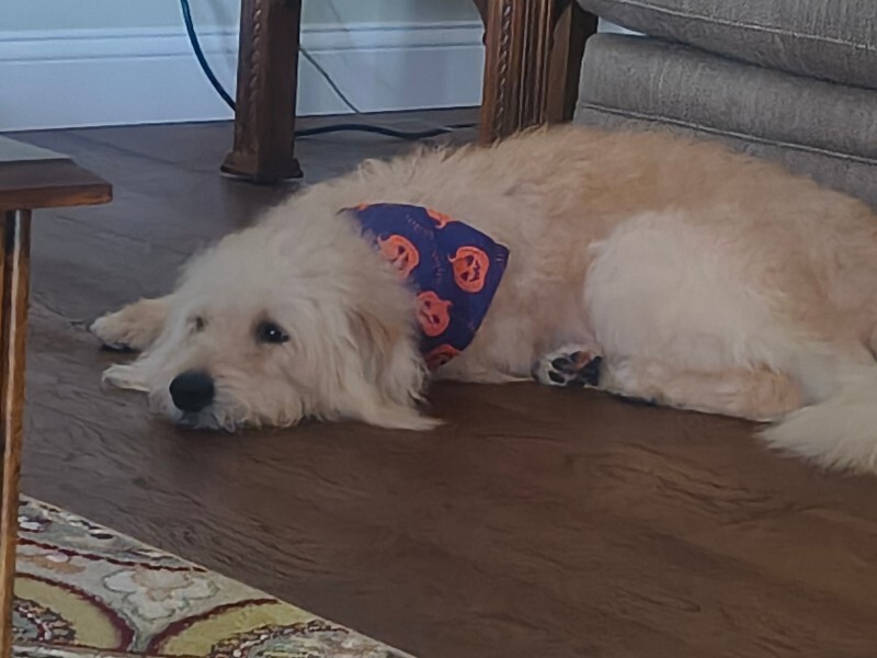 View Scarecrow the Dog Photo #4