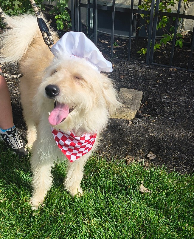 View Scarecrow the Dog Photo #7