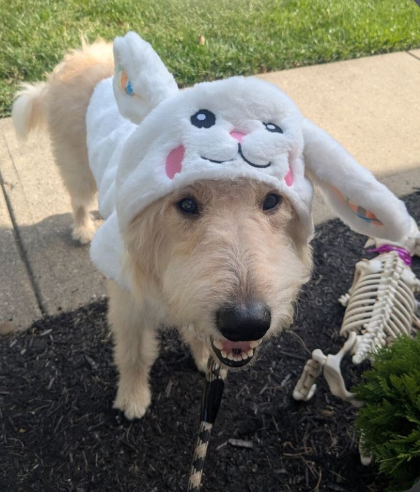 View Scarecrow the Dog Photo #3