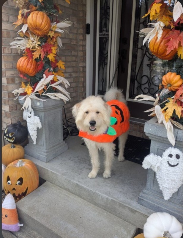 View Scarecrow the Dog Photo #6