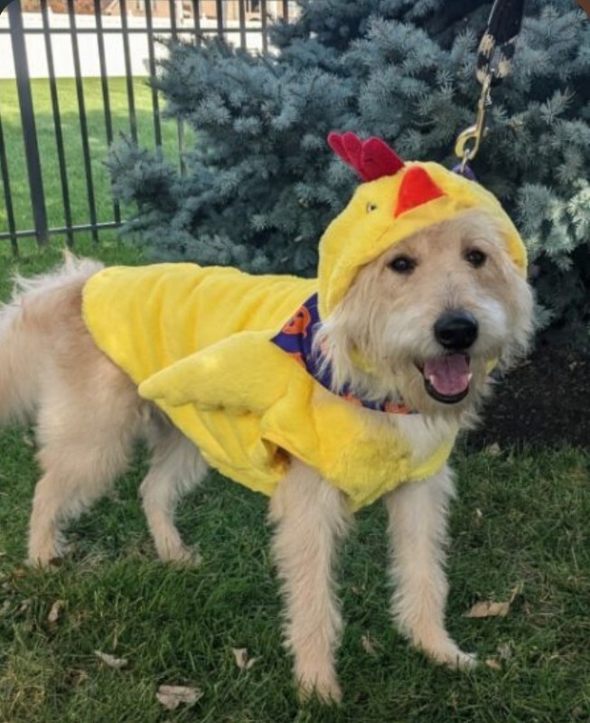 Scarecrow - Dog