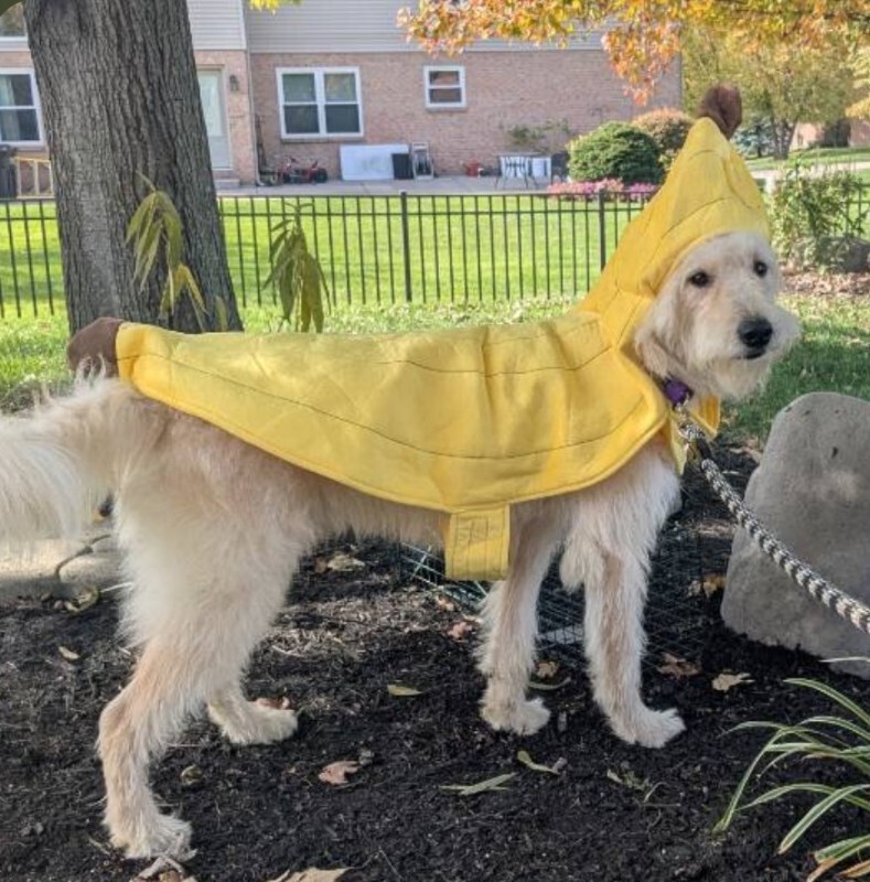View Scarecrow the Dog Photo #5