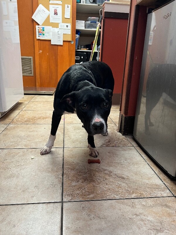 View Coraline the Dog Photo #2
