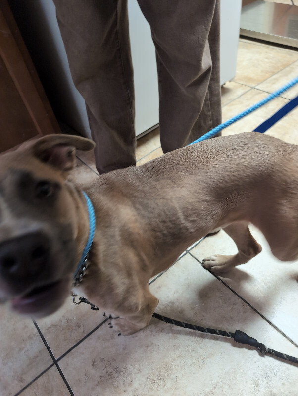 View Gargelock, Giver Of Kisses the Dog Photo #3
