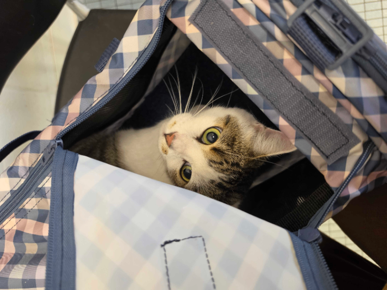 Rabbit - Cat