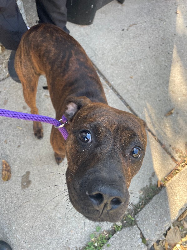 View Minnie the Dog Photo #4