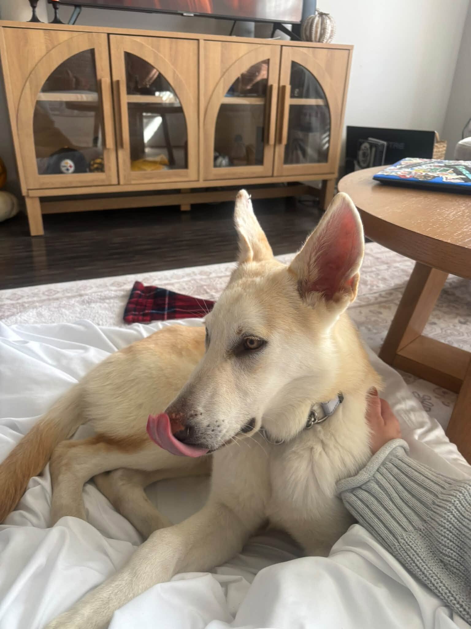 View Thrawn the Dog Photo #4