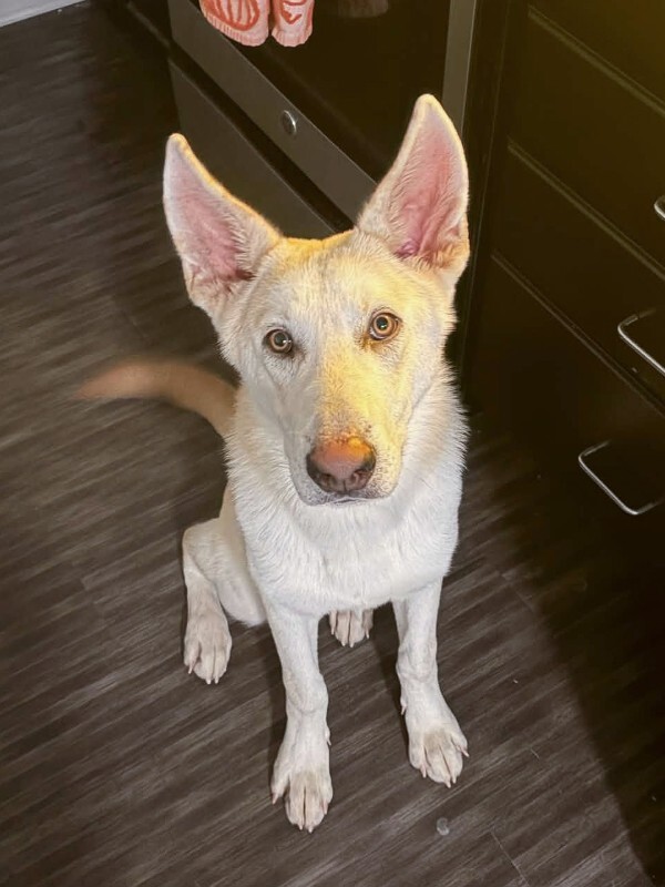Thrawn - Dog
