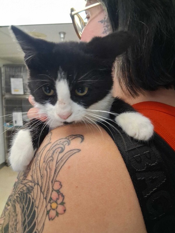 View Sweet Pea the Cat Photo #2