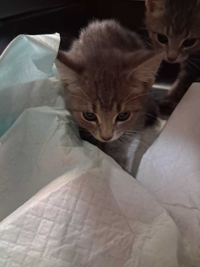 Cal - Cat