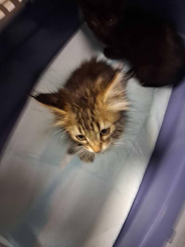 Ken - Cat