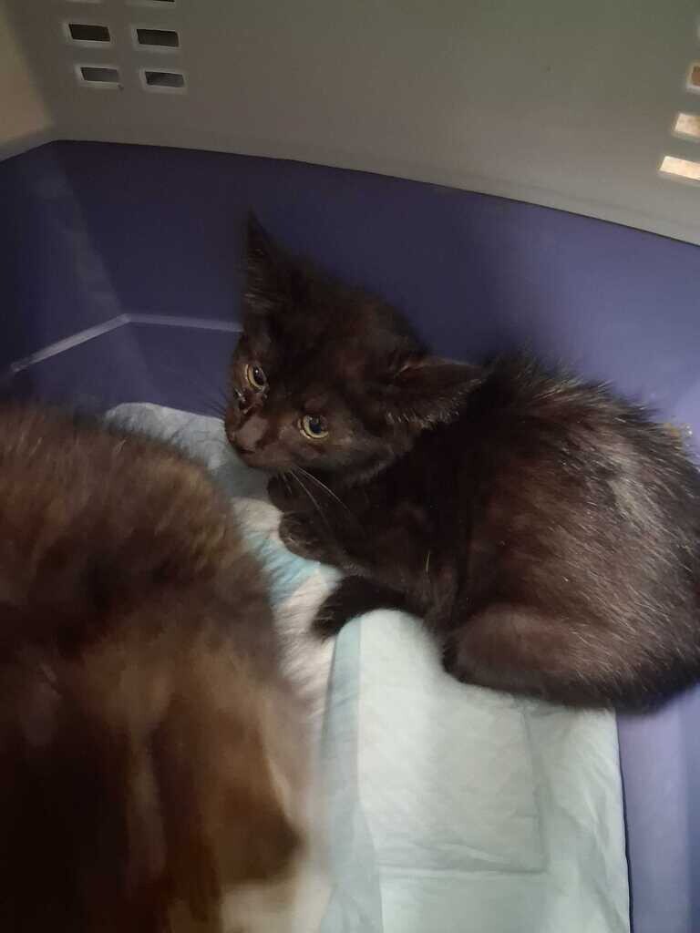 Momo - Cat