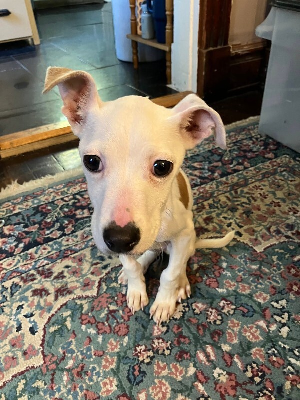 Dora Bella - Dog
