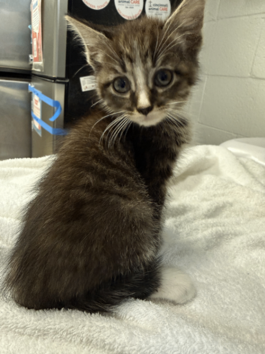 Odysseus - Cat