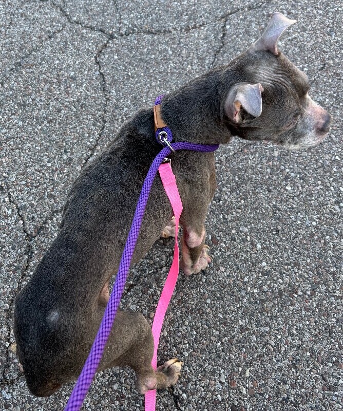 View Mia Wallace the Dog Photo #4