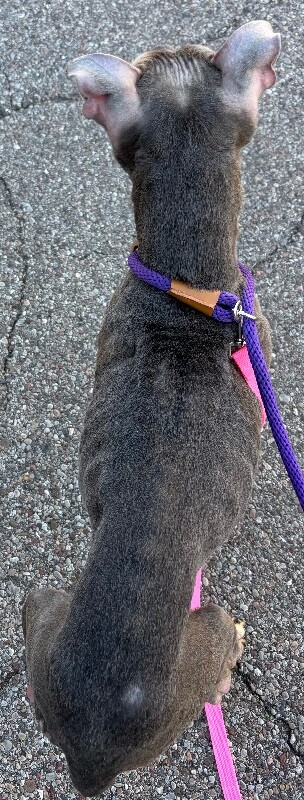 View Mia Wallace the Dog Photo #5
