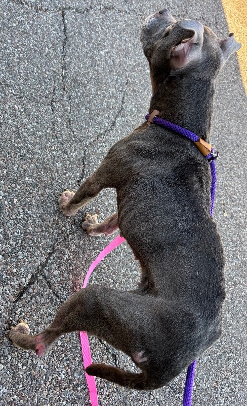 View Mia Wallace the Dog Photo #8