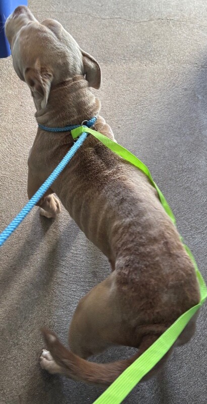 View Vincent Vega the Dog Photo #4