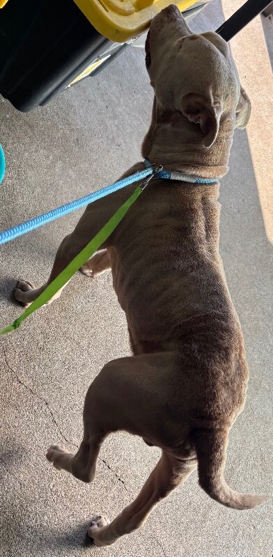 View Vincent Vega the Dog Photo #3
