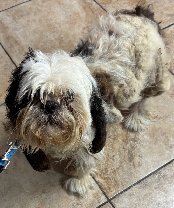 View Marley the Dog Photo #5