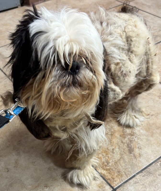 View Marley the Dog Photo #4