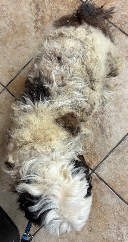 View Marley the Dog Photo #2